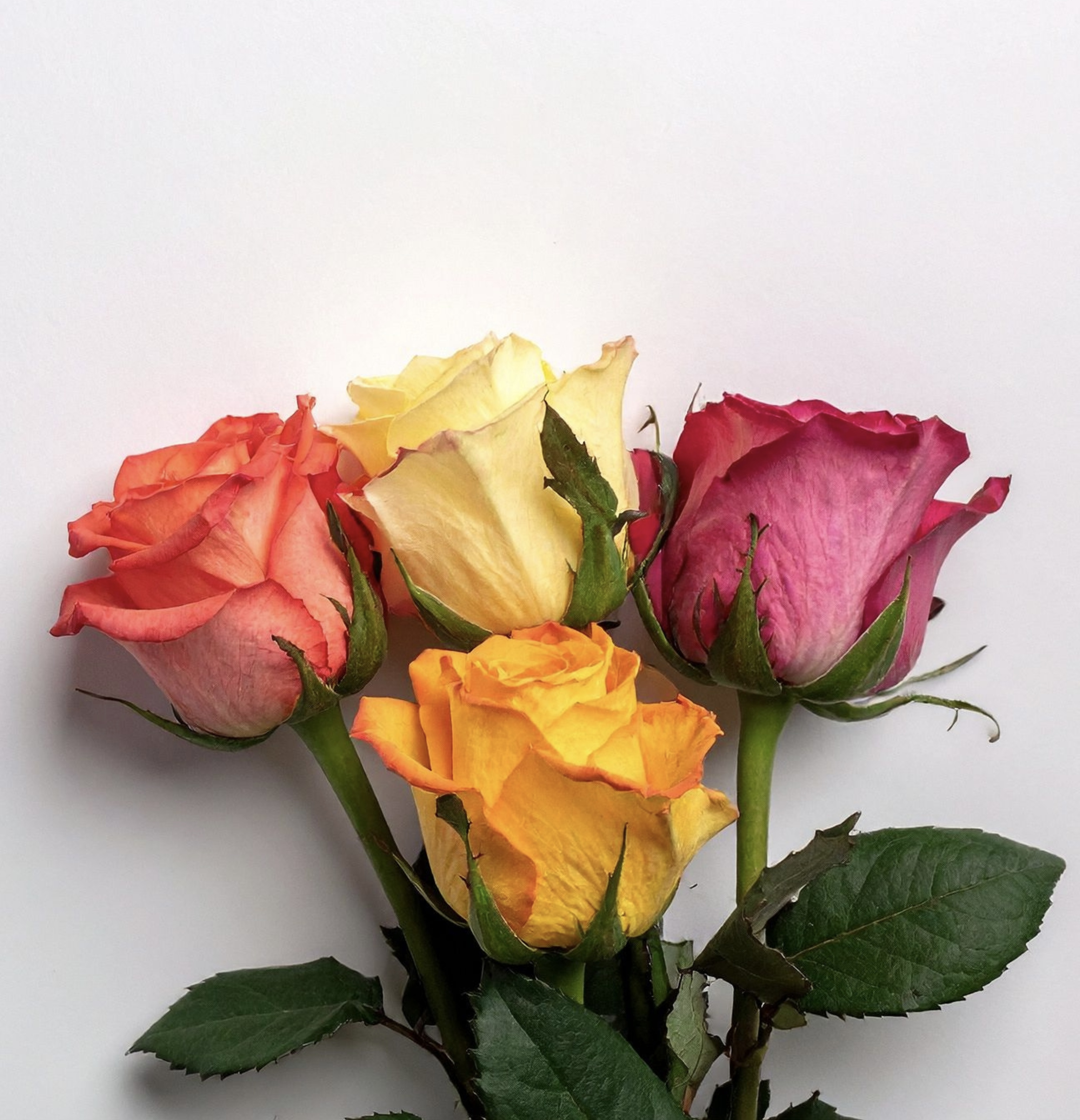Rose Therapy Session/ Sanación con Rosas