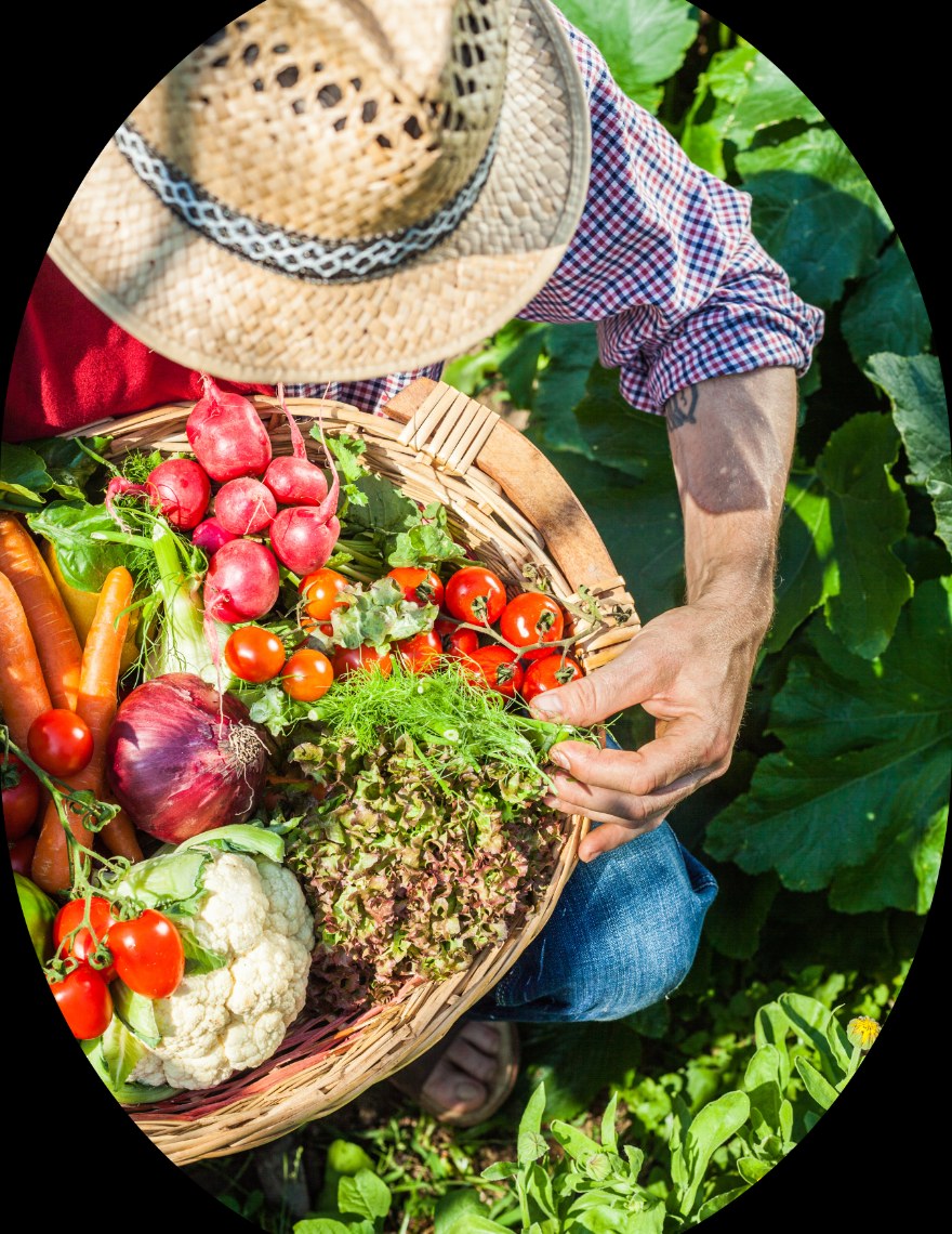Nutrition & Detox