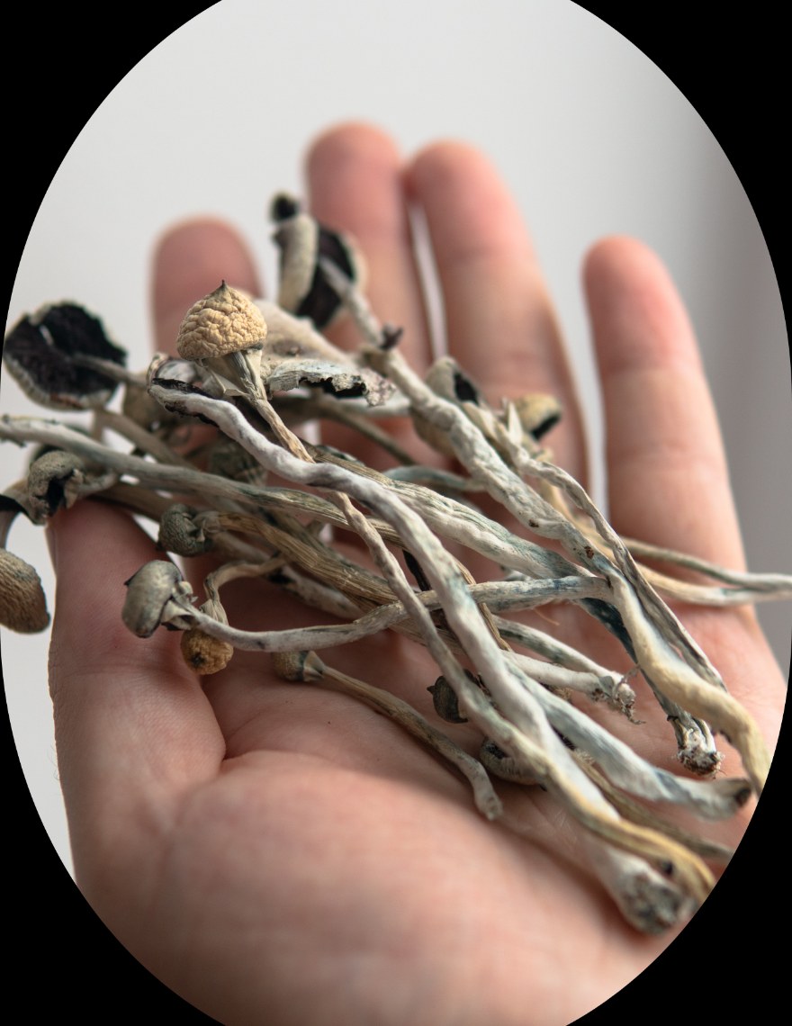 Plant Medicine & Psychedelics